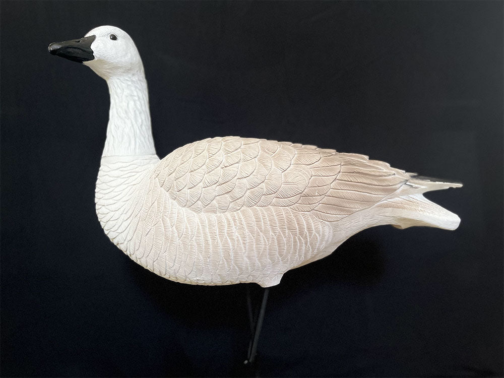 Juvenile Goose