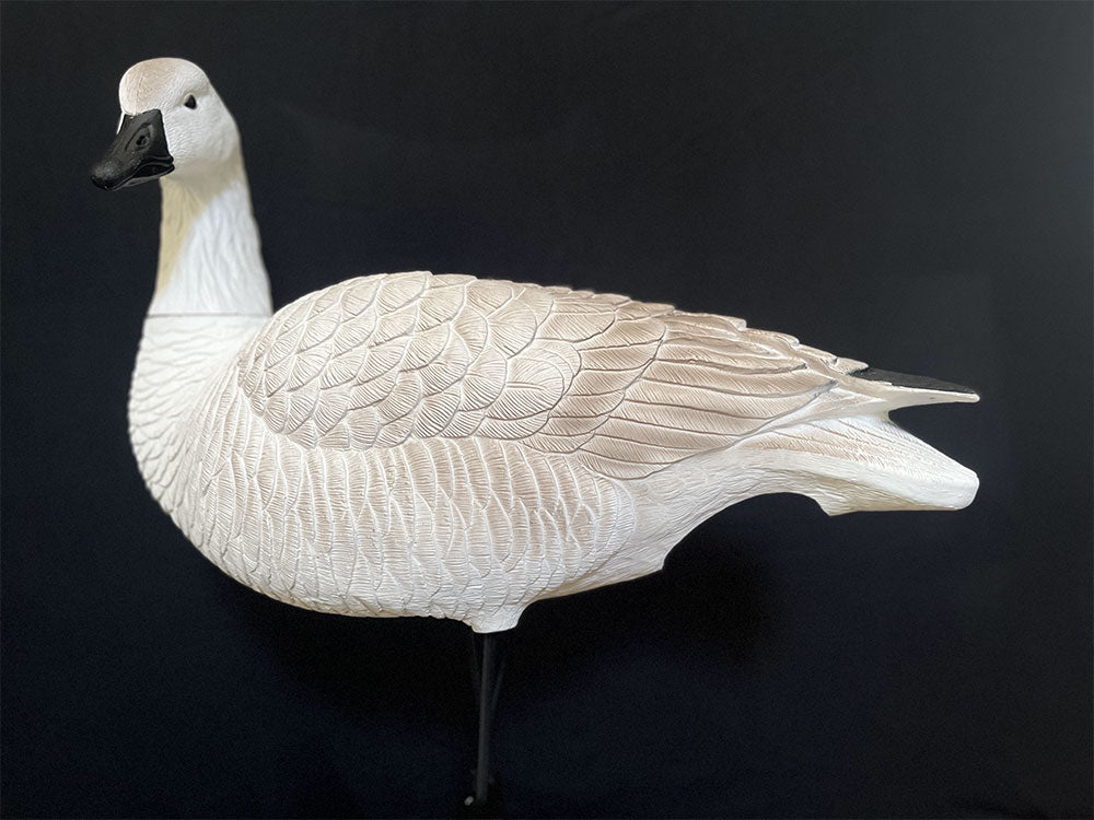 Juvenile Goose