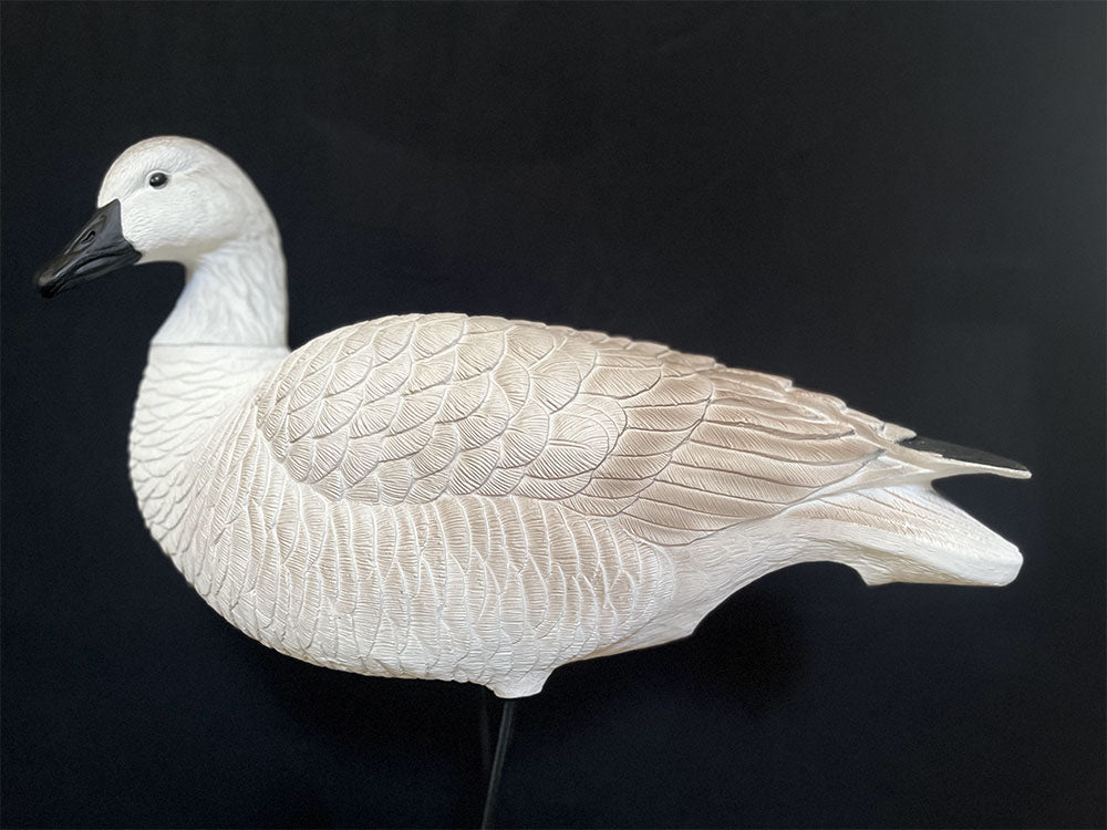 Juvenile Goose