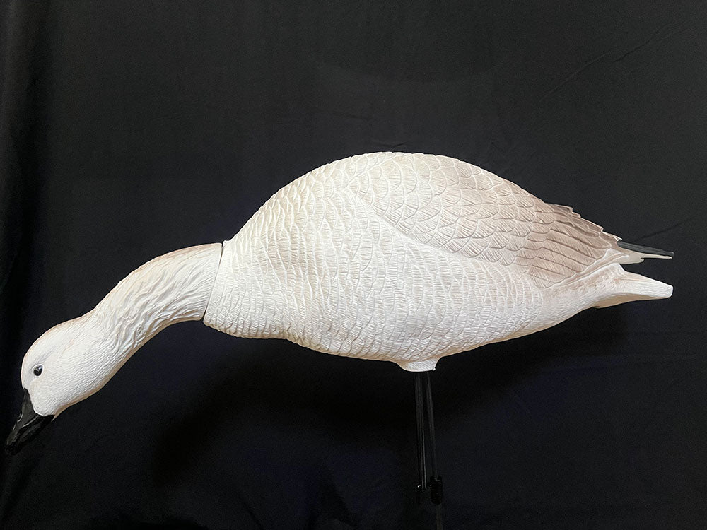 Juvenile Goose