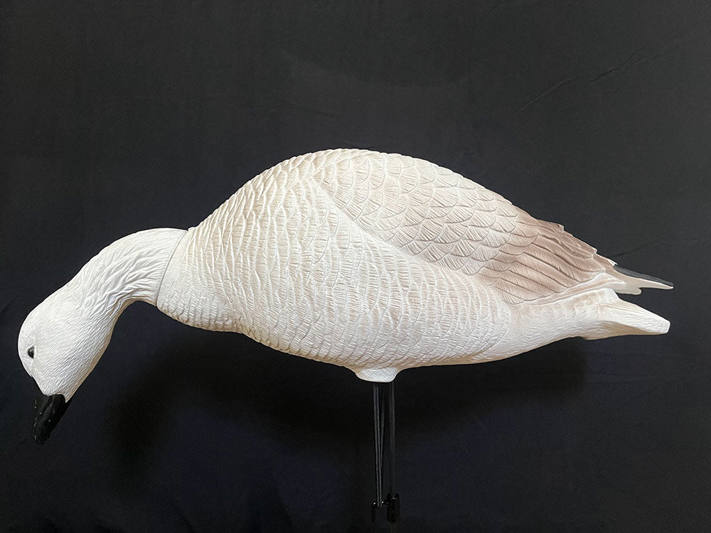 Juvenile Goose