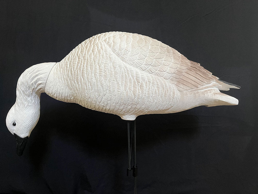 Juvenile Goose