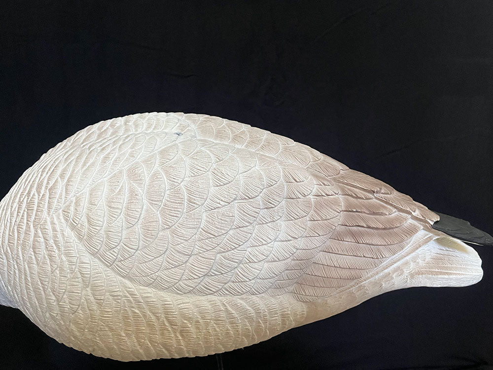 Juvenile Goose